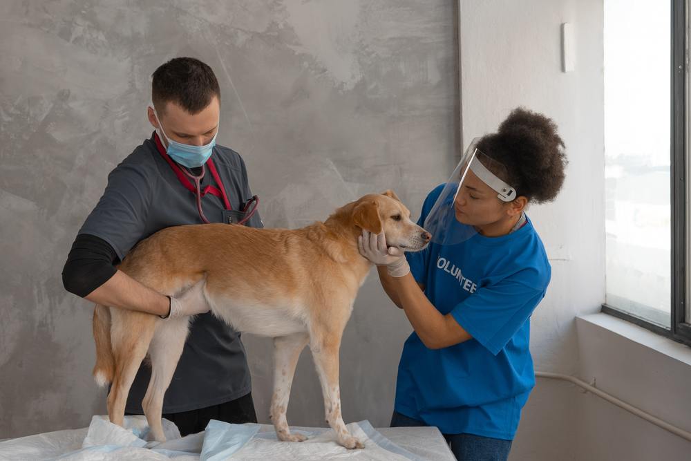 Understanding the Importance of Routine Pet Wellness Exams