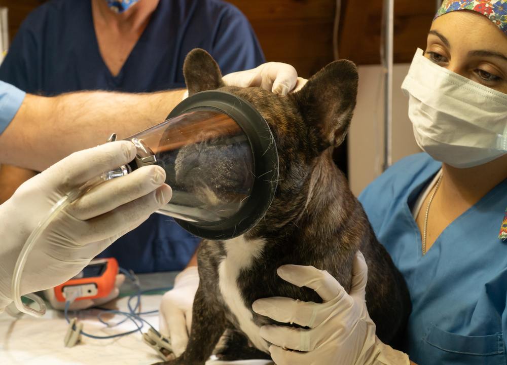 Why Is an Animal Hospital Critical for Your Pet’s Health?